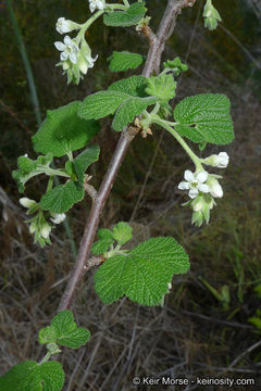 Image of whiteflower currant