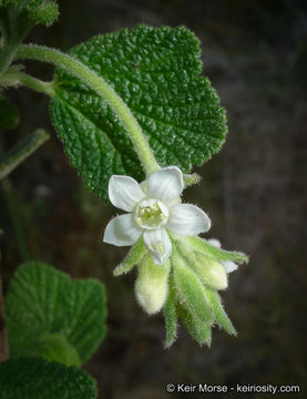 Image of whiteflower currant