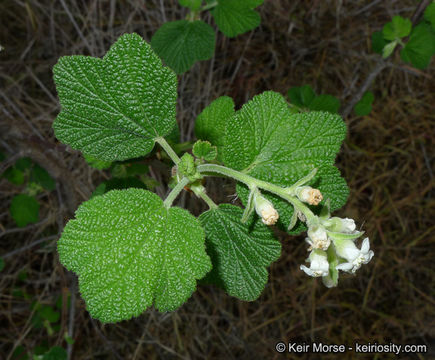 Image of whiteflower currant