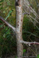 Image of whiteflower currant