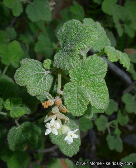 Image of whiteflower currant