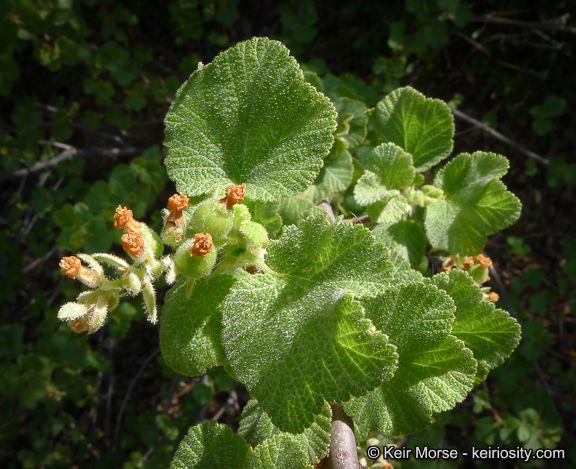 Image of whiteflower currant