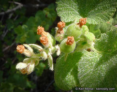 Image of whiteflower currant