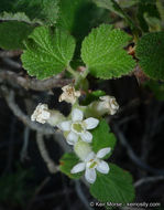 Image of whiteflower currant