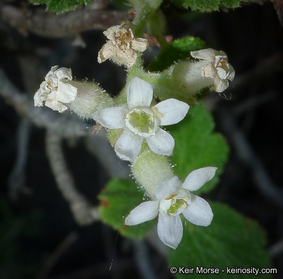 Image of whiteflower currant