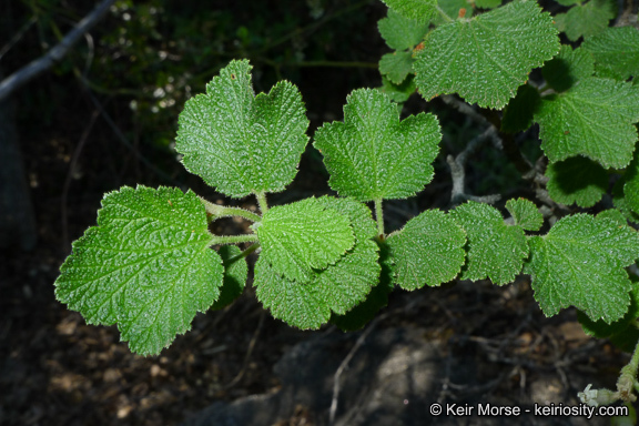 Image of whiteflower currant