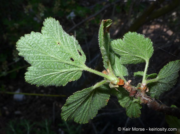 Image of whiteflower currant