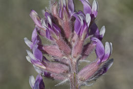 Imagem de Astragalus mollissimus var. bigelovii (A. Gray) Barneby