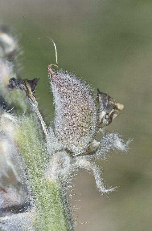 Image of woolly locoweed