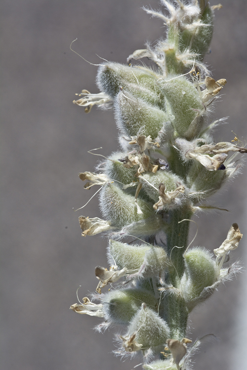 Imagem de Astragalus mollissimus var. bigelovii (A. Gray) Barneby