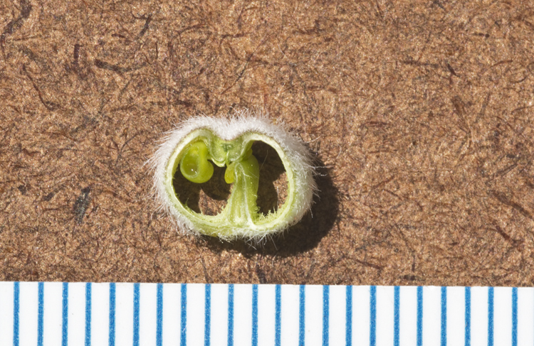 Image of woolly locoweed