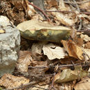 Image of <i>Boletus radicans</i>