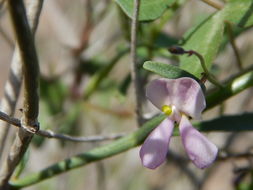 Image of slimjim bean