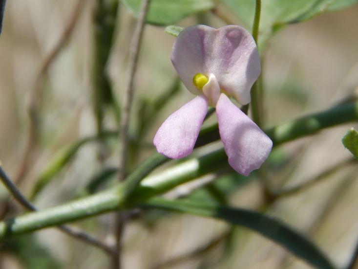 Image of slimjim bean