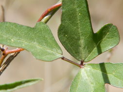 Image of slimjim bean