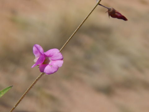 Image of Tephrosia palmeri S. Watson