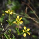 Image of <i>Cottsia californica</i>