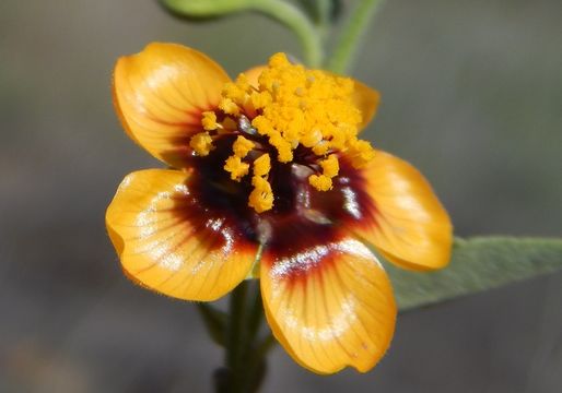 Imagem de Abutilon incanum (Link) Sweet