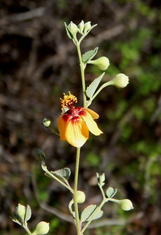 Imagem de Abutilon incanum (Link) Sweet