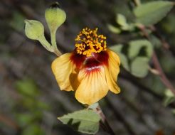 Imagem de Abutilon incanum (Link) Sweet