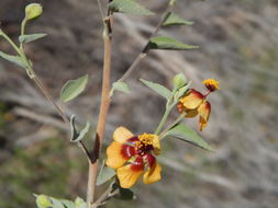 Imagem de Abutilon incanum (Link) Sweet