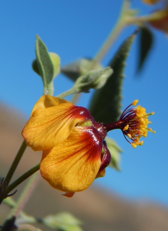 Imagem de Abutilon incanum (Link) Sweet