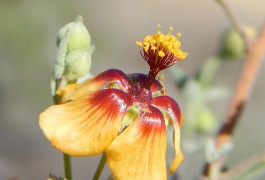 Imagem de Abutilon incanum (Link) Sweet