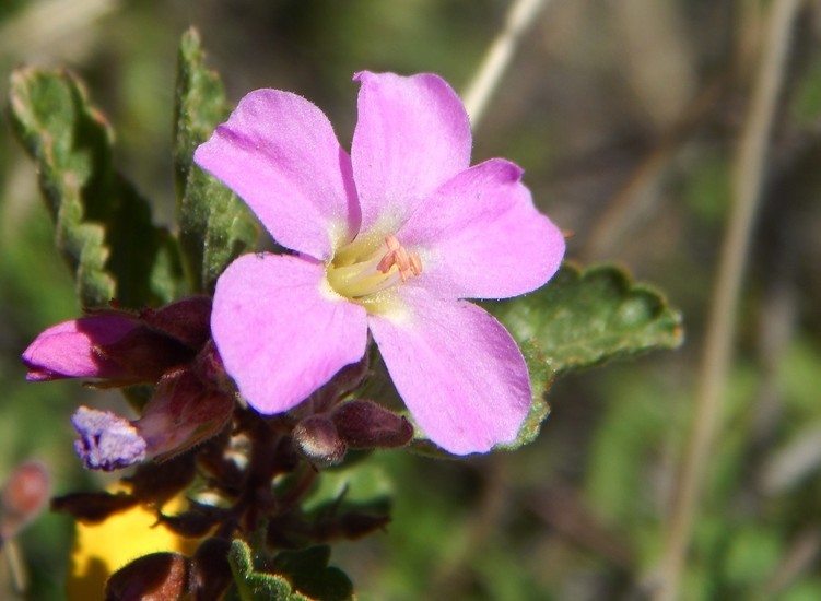 Plancia ëd Melochia speciosa S. Wats