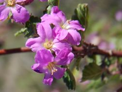 Image of Melochia speciosa S. Wats