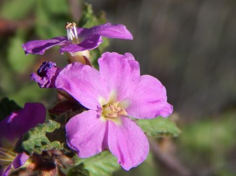 Image of Melochia speciosa S. Wats