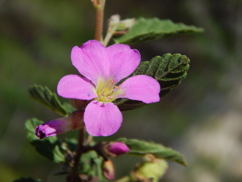 Image of Melochia speciosa S. Wats