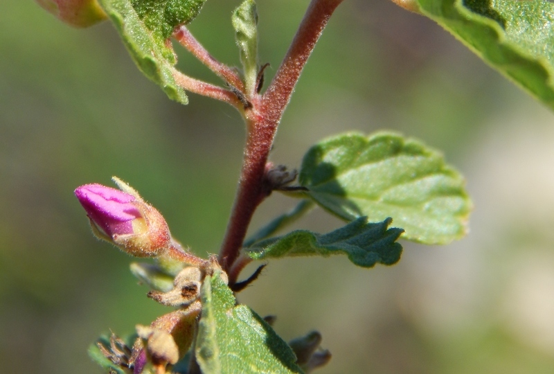 Image of Melochia speciosa S. Wats