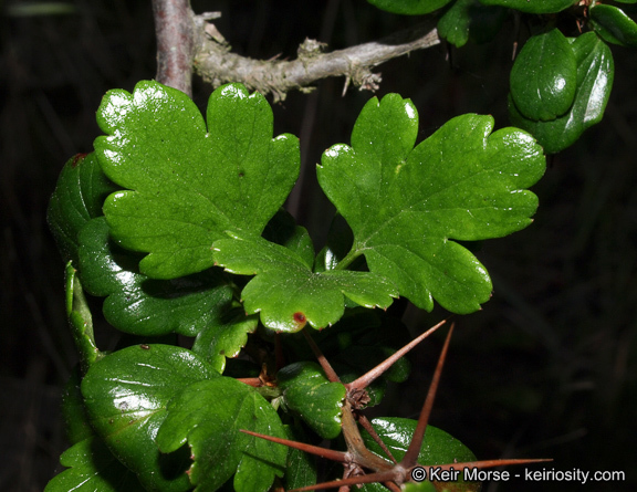 Image de Ribes speciosum Pursh