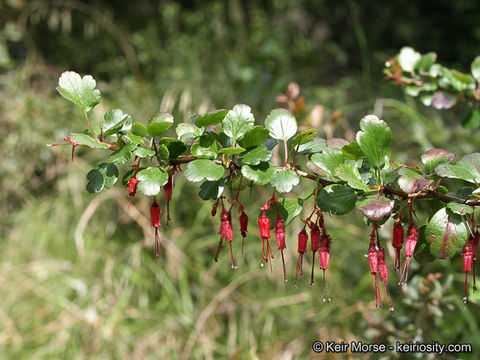 Image of fuchsiaflower gooseberry