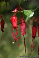 Image of fuchsiaflower gooseberry