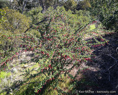 Image de Ribes speciosum Pursh