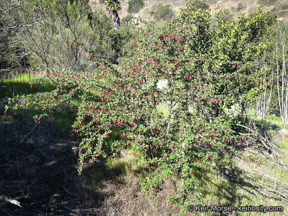 Image de Ribes speciosum Pursh