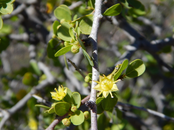 Image of Colubrina viridis (M. E. Jones) M. C. Johnst.