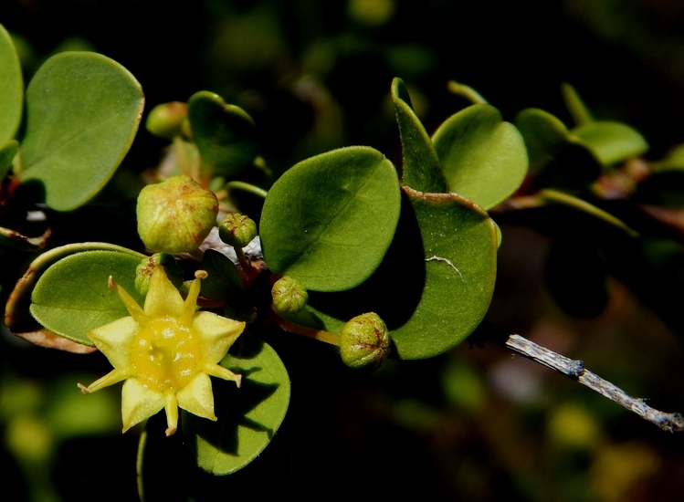 Plancia ëd Colubrina viridis (M. E. Jones) M. C. Johnst.