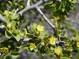 Plancia ëd Colubrina viridis (M. E. Jones) M. C. Johnst.