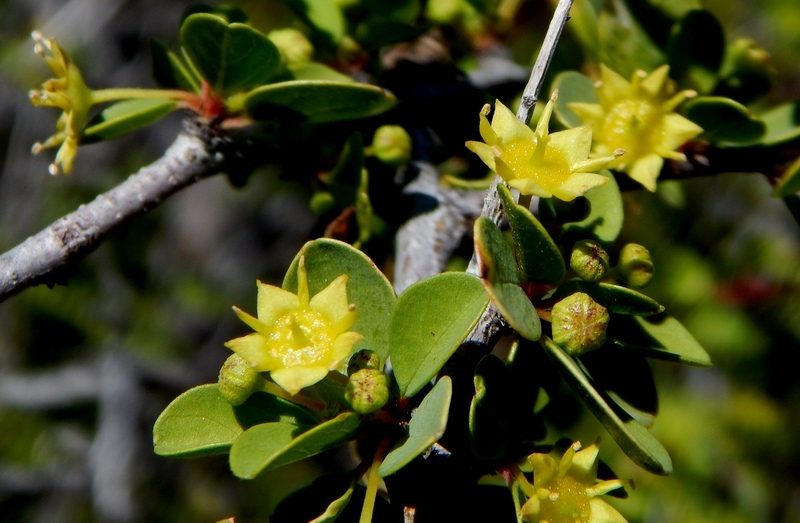 Plancia ëd Colubrina viridis (M. E. Jones) M. C. Johnst.