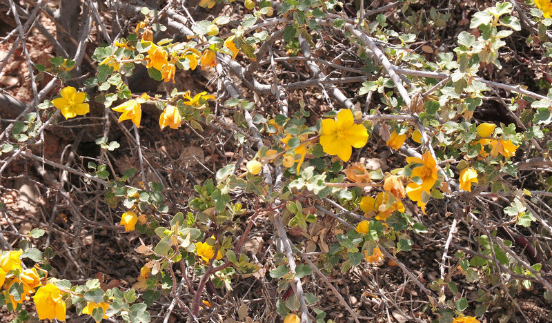 Image of flannelbush