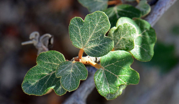 Image of flannelbush