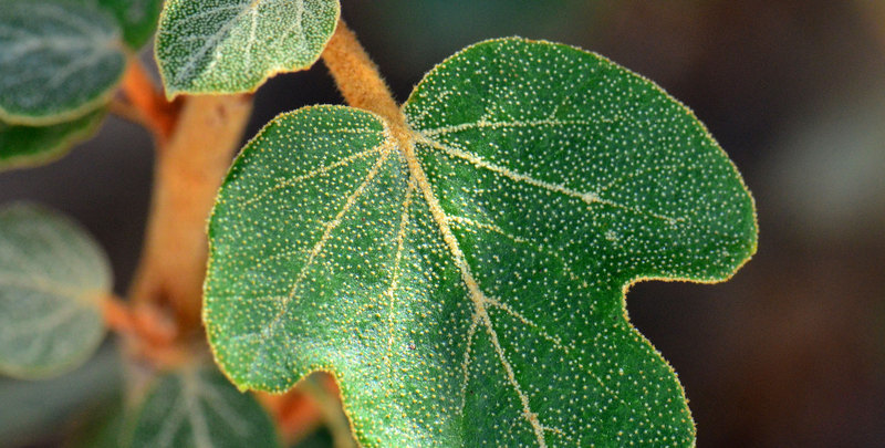 Image of flannelbush