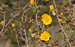 Image of flannelbush