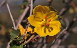 Image of flannelbush