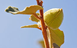 Image of flannelbush