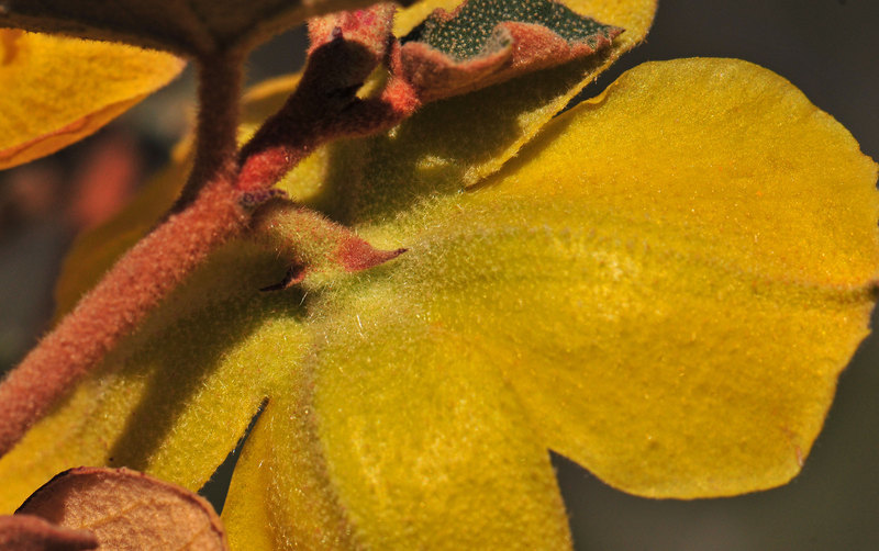 Image of flannelbush