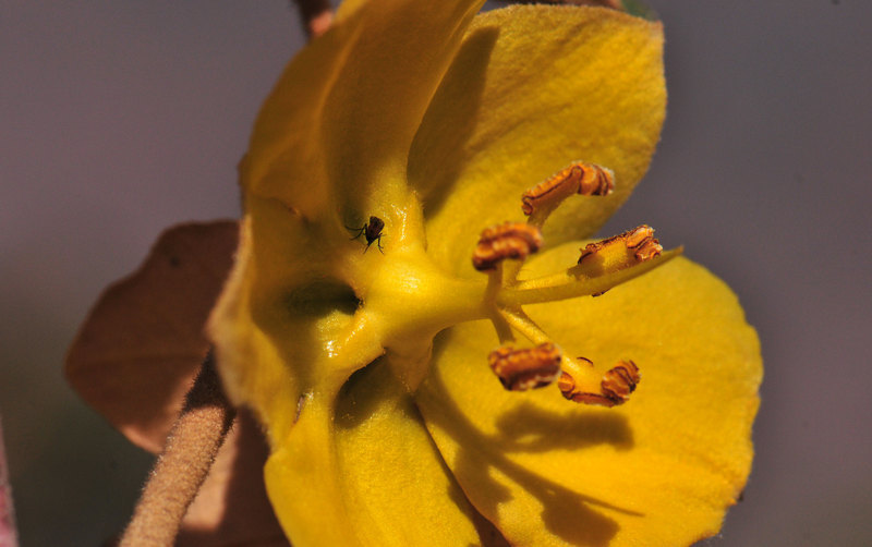 Image of flannelbush