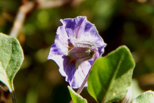 Physalis purpurea Wiggins resmi